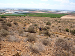 Grupo Mineralógico de Alicante. Minas de Hierro. Cabezo Gordo de Torrepacheco. Murcia  