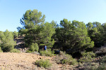Grupo Mineralógico de Alicante. Paraje de la Jabalina. Cehegin. Murcia  
