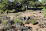 Grupo Mineralógico de Alicante. Paraje de la Jabalina. Cehegin. Murcia  