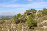 Grupo Mineralógico de Alicante. Mina San Antonio.  Cehegin. Murcia  