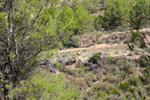 Grupo Mineralógico de Alicante. Mina San Antonio.  Cehegin. Murcia 