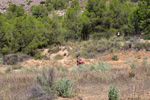 Grupo Mineralógico de Alicante. Mina San Antonio.  Cehegin. Murcia 