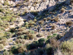 Grupo Mineralógico de Alicante.Sierra de Albatera. Hondón de los Frailes. Alicante   