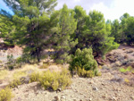 Grupo Mineralógico de Alicante. La Javalina. Cehegín. Murcia  