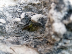 Grupo Mineralógico de Alicante. Coto Minero de Hellín. Las Minas de Azufre   