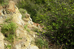 Grupo Mineralógico de Alicante. Trias de Chella. Valencia  