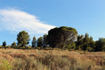 Grupo Mineralógico de Alicante. Trias alrededores de Castalla. Castalla. Alicante