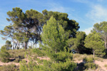 Grupo Mineralógico de Alicante. Trias alrededores de Castalla. Castalla. Alicante