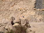 Grupo Mineralógico de Alicante.  Canteras de yeso las Viudas. La Alcoraia. Alicante  