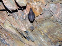 Mina Cuevas Negras. Bayarque. Almería