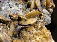 Socavón Santa Bárbara (Túnel El Arteal). Sierra Almagrera, Cuevas del Almanzora, Almeria. siderita  