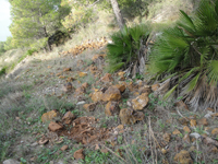 Concesión Encarnación (Mina Buenavista), Cerro del Pechón, Sierra de Mijas, Mijas, Málaga