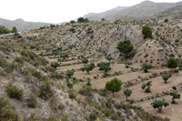 Monnegre. Alicante