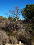 Serreta Negra. Moralet. Alicante