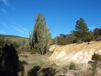 Afloramiento de Piritoedros. Pina de Montalgrao, Castellón  