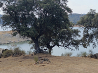 Embalse de Valdecañas. Belvis de Monroy. Cáceres