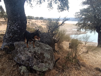 Embalse de Valdecañas. Belvis de Monroy. Cáceres