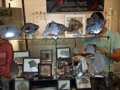 XXI Feria de Minerales de la Unión. Stand de Jose Vicente Casado LITOS