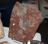 VII Feria de Minerales de Oliva. Stand de Fósiles del Atlas