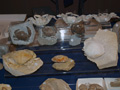 VII Feria de Minerales de Oliva. Stand de Fropaeum Fossils
