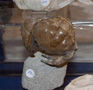 VII Feria de Minerales de Oliva. Stand de Fropaeum Fossils