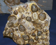 VII Feria de Minerales de Oliva. Stand de Fropaeum Fossils