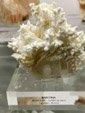 Grupo Mineralógico de Alicante. Museo de Ciencias Naturales de Álava 