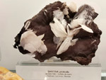 Grupo Mineralógico de Alicante. Museo de Ciencias Naturales de Álava 